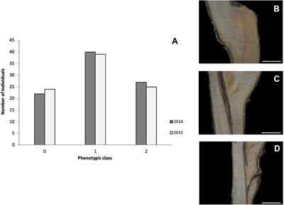 Mapping Quantitative Trait Loci Associated With Graft (In)Compatibility in Apricot (Prunus armeniaca L.)